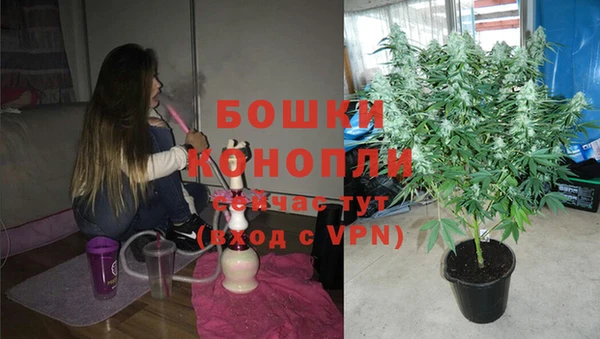 прущие грибы Нягань